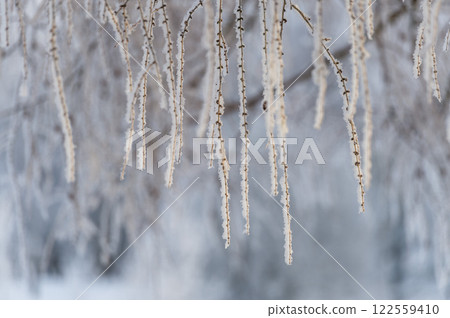 Trees covered in snow in frosty weather on a sunny day close-up. Trees covered in snow in frosty weather on a sunny day close-up. 122559410