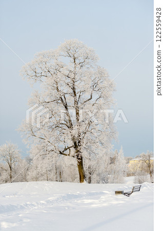 Sunny winter day in the park and trees in the snow close-up. Winter nature. 122559428