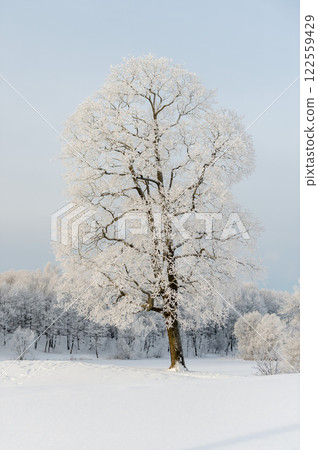 Sunny winter day in the park and trees in the snow. 122559429