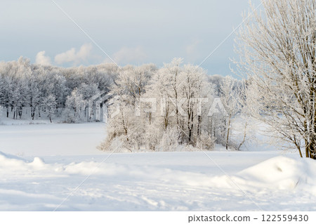 Sunny winter day in the park and trees in the snow. 122559430