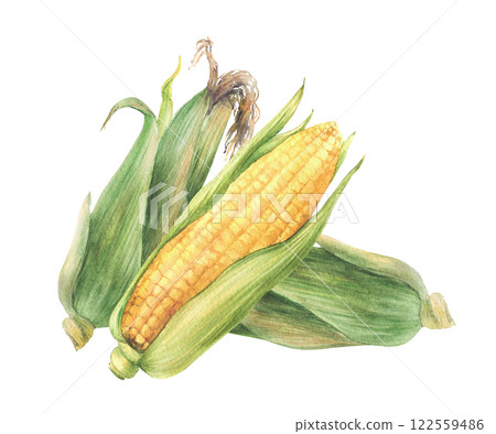 Corn Cobs composition. Raw sweet maize with green leaves and husks. Grain vegetable agricultural crop harvest. Watercolor realistic painted isolated from background illustration for food packaging 122559486
