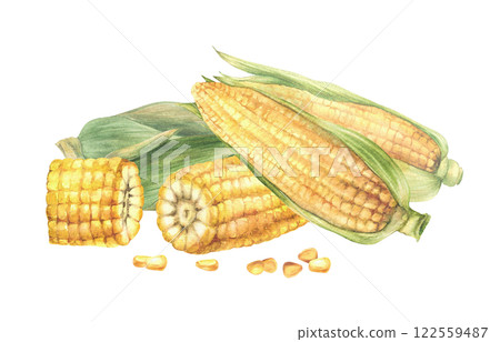 Golden maize cobs. Yellow cut and whole maize cobs with kernel of corn, Seeds and leaves, husks of sweet corn plant. Watercolor painted illustration for food product label. Isolated from background 122559487