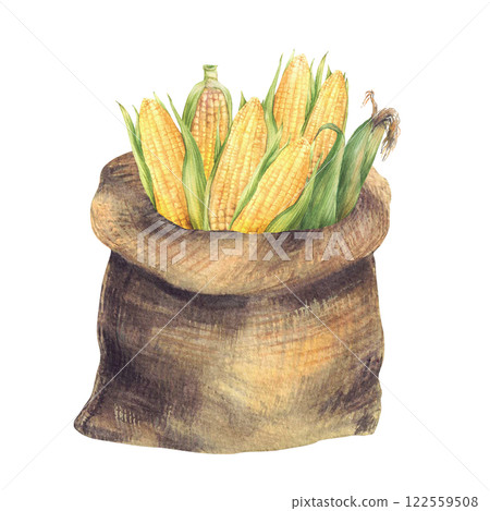 Sack of corn. Canvas or Jute bag, burlap sack with harvested maize cobs, fresh ripe grains food storage Watercolor realistic hand painted illustration for farmer product label Isolated from background Sack of corn. Canvas or Jute bag, burlap sack with harvested maize cobs, fresh ripe grains food storage Watercolor realistic hand painted illustration for farmer product label Isolated from background 122559508
