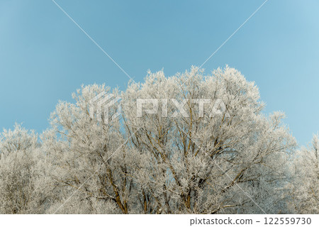 Tops of snow-covered trees against a blue sky 122559730