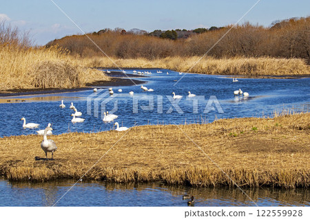 常總市菅鄉沼中游泳的天鵝群 122559928
