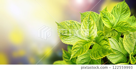Green hydrangea leaves on bokeh sunny light background. Ecology, go green, green energy, environmental and conservation protection concept. Horizontal blurred abstract backdrop with new spring leaf Green hydrangea leaves on bokeh sunny light background. Ecology, go green, green energy, environmental and conservation protection concept. Horizontal blurred abstract backdrop with new spring leaf 122559993