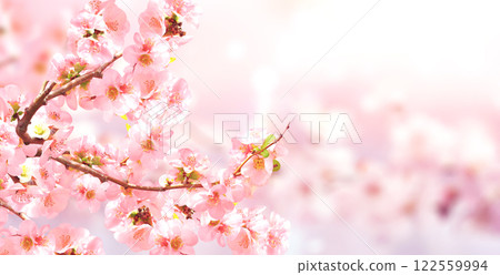 Horizontal banner with Japanese Quince flowers (Chaenomeles japonica) of pink color on sunny backdrop. Nature spring background with a branch of blooming Quince. Copy space for text Horizontal banner with Japanese Quince flowers (Chaenomeles japonica) of pink color on sunny backdrop. Nature spring background with a branch of blooming Quince. Copy space for text 122559994