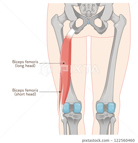 Biceps femoris illustration 122560460