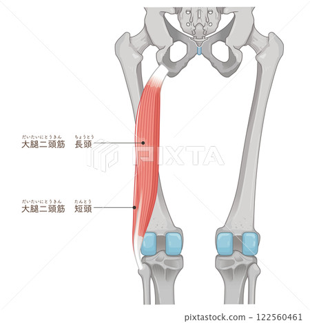 Biceps femoris illustration Biceps femoris illustration 122560461
