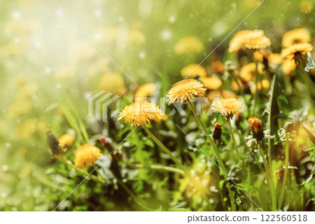 Dandelion flowers - beautiful summer landscape 122560518