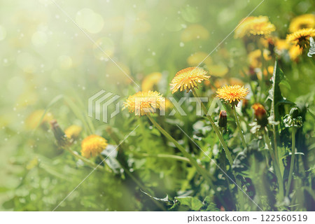 Dandelion flowers - beautiful summer landscape 122560519