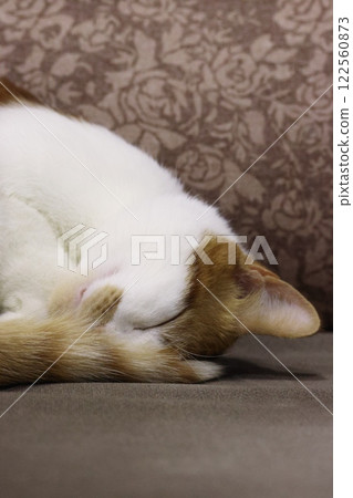 The ginger cat is sleeping on the couch, curled up like a pretzel. It has placed its head on its paws. Close-up of the head. 122560873