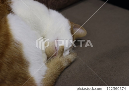 The ginger cat is lying on its side. The cat is relaxing in an armchair. Close-up. 122560874