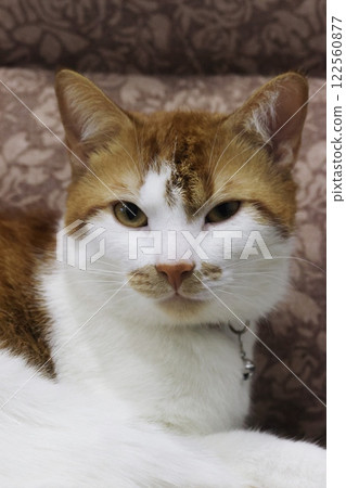 Portrait of a ginger cat. Close-up of the cats face. Looking into the camera. 122560877