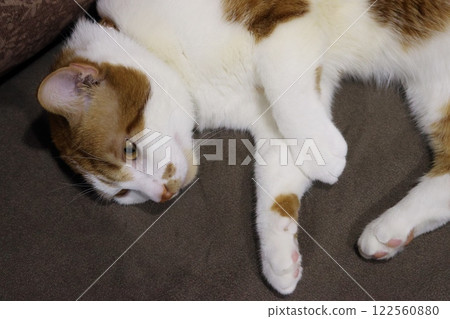 The ginger cat is lying on its side. The cat is relaxing in an armchair. High-Angle Shot. 122560880