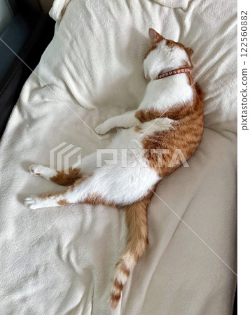 The ginger cat is sleeping stretched out on the bed. High-Angle Shot. The ginger cat is sleeping stretched out on the bed. High-Angle Shot. 122560882