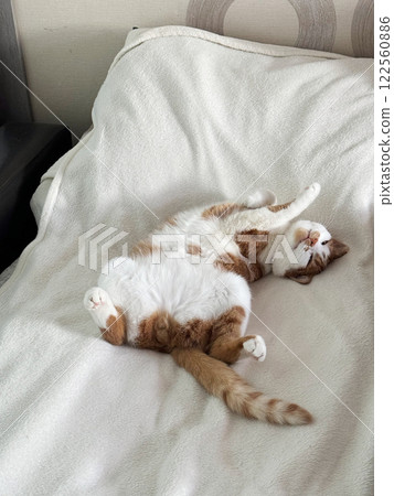 The ginger cat is sleeping on its back with its paws spread out. High-Angle Shot. 122560886