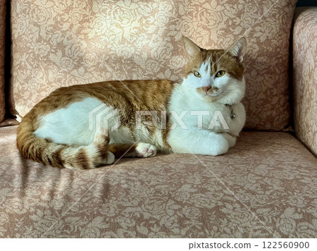 A ginger cat is lying on the couch. Looking to the side. Portrait of a ginger cat. Overall plan 122560900