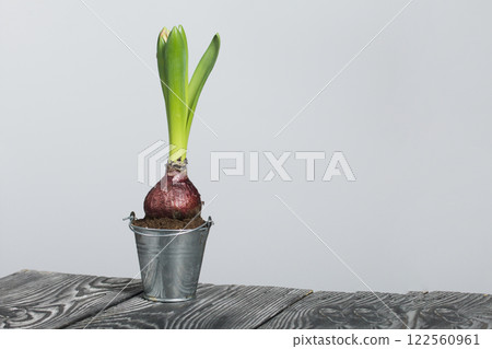 Hyacinth into a decorative bucket. Close-up. 122560961