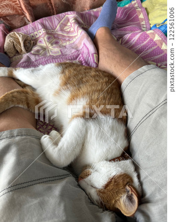 The ginger cat is sleeping on its side, stretched out between the owners legs. The ginger cat is sleeping on its side, stretched out between the owners legs. 122561006