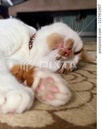 The ginger cat is dozing on the floor, on a carpeted runner. Lying on its side. Head in focus. Close-up. 122561007