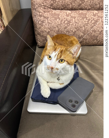 An orange cat is lying on a stack of gadgets. The cat is on a laptop, tablet, and smartphone. Portrait of a ginger cat. Oblique Angle. 122561252
