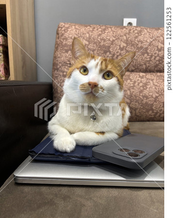 An orange cat is lying on a stack of gadgets. The cat is on a laptop, tablet, and smartphone. Portrait of a ginger cat. An orange cat is lying on a stack of gadgets. The cat is on a laptop, tablet, and smartphone. Portrait of a ginger cat. 122561253