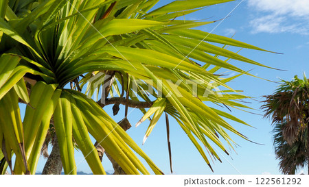 Subtropical plant Subtropical plant 122561292