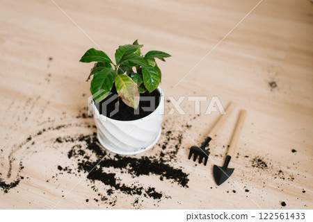 Plant coffee is in white pot with dirt on ground and pair of gardening tools 122561433