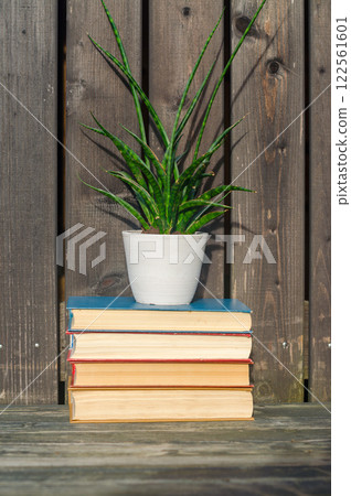 Stylish snake plant in white pot on stacked books against a rustic wooden fence. High quality photo 122561601