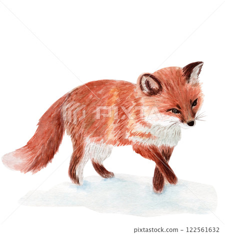 Fox watercolor illustration isolated on white background. High quality hand drawn clip art perfect for cards, posters, books, home decor, as a design element for children products, winter compositions 122561632