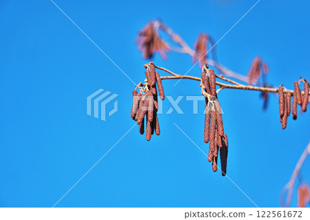 榿木芽（冬季，一月） 122561672