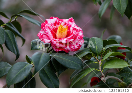 Ofunato City Goishi Coast World Camellia Festival 122561810