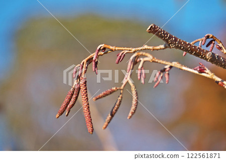 Alder buds (winter, January) Alder buds (winter, January) 122561871