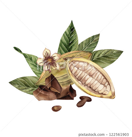 Watercolor illustration of an open cocoa fruit with beans, green leaves, cocoa flower and chocolate pieces. Shades of brown and green. High quality image for print and digital projects. Watercolor illustration of an open cocoa fruit with beans, green leaves, cocoa flower and chocolate pieces. Shades of brown and green. High quality image for print and digital projects. 122561903