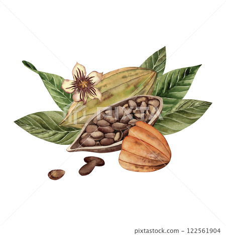 Whole and cut cocoa fruits lie on green leaves of cocoa tree. Composition with beans, flower and grains is hand-drawn with watercolor in botanical style. For cafe, restaurant, textile, packaging. Whole and cut cocoa fruits lie on green leaves of cocoa tree. Composition with beans, flower and grains is hand-drawn with watercolor in botanical style. For cafe, restaurant, textile, packaging. 122561904