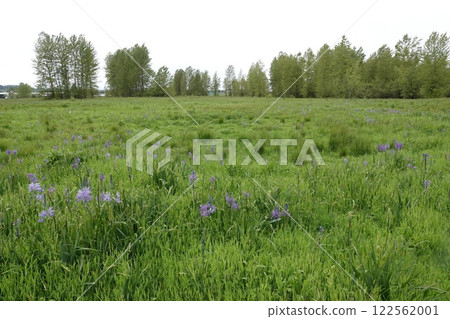 Vibrant Purple Indian Camas Hyacinth, Camassia Flower Field in Oregon Nature 122562001