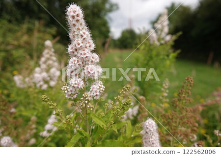 Wide angle closeup on a a rich flowering White Meadowsweet Spirea alba shrub 122562006