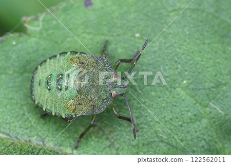 Closeup on a green nymph of the European shield bug, Palomena prasina on a leaf 122562011