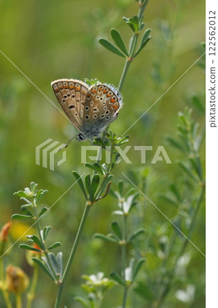 Vertical decentralized closeup on a Common blue butterfly, Polyommatus icarus with closed wing in vegetation 122562012