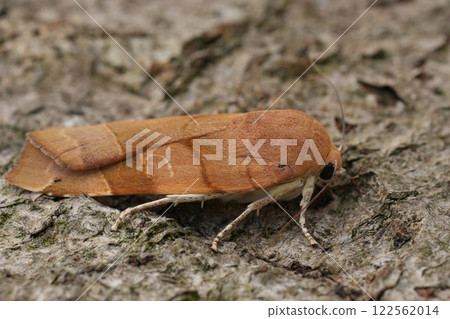 Closeup on a fresh emerged Broad-bordered Yellow Underwing owlet moth, Noctua fimbriata 122562014