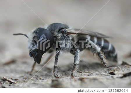 Detailed closeup on a female mediterranean Tufted small mason bee, Hoplitis cristatula Detailed closeup on a female mediterranean Tufted small mason bee, Hoplitis cristatula 122562024