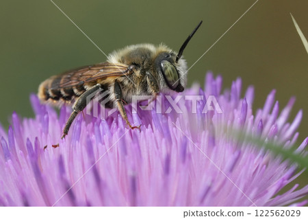 Closeup on a male European golden-tailed woodborer solitary bee, Lithurgus chrysurus on a purple thistle 122562029