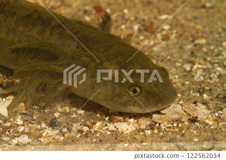 Closeup on a large gilled larvae North-American Barred Tiger salamander, Ambystoma mavortium 122562034
