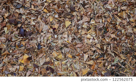 Gingko leaves fallen leaves 122562075