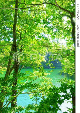 多科沼澤藏王鮮綠 122562244