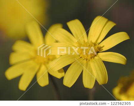 兩朵黃花搭配一條紅寶石項鍊 122562305