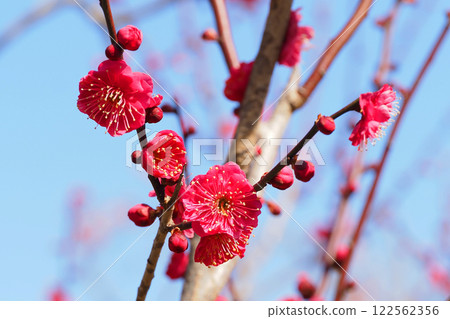 梅花（鹿兒島紅） 122562356