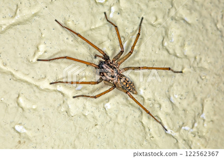 Close up macro of a house spider on textured surface with sharp details Close up macro of a house spider on textured surface with sharp details 122562367