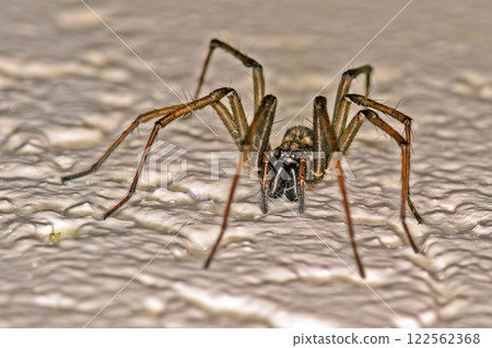 Close up macro of a house spider on textured surface with sharp details Close up macro of a house spider on textured surface with sharp details 122562368